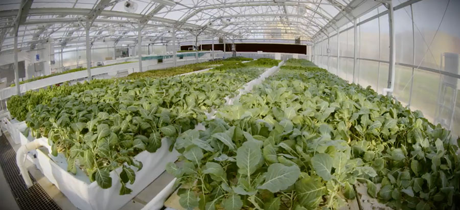 Image of the inside of Dahlia Campus for Health & Well-Being's Aquaponics Greenhouse