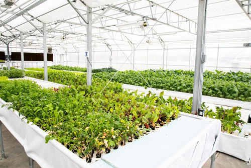 photo of leafy greens growing inside Dahlia Campus greenhouse for food boxes in denver