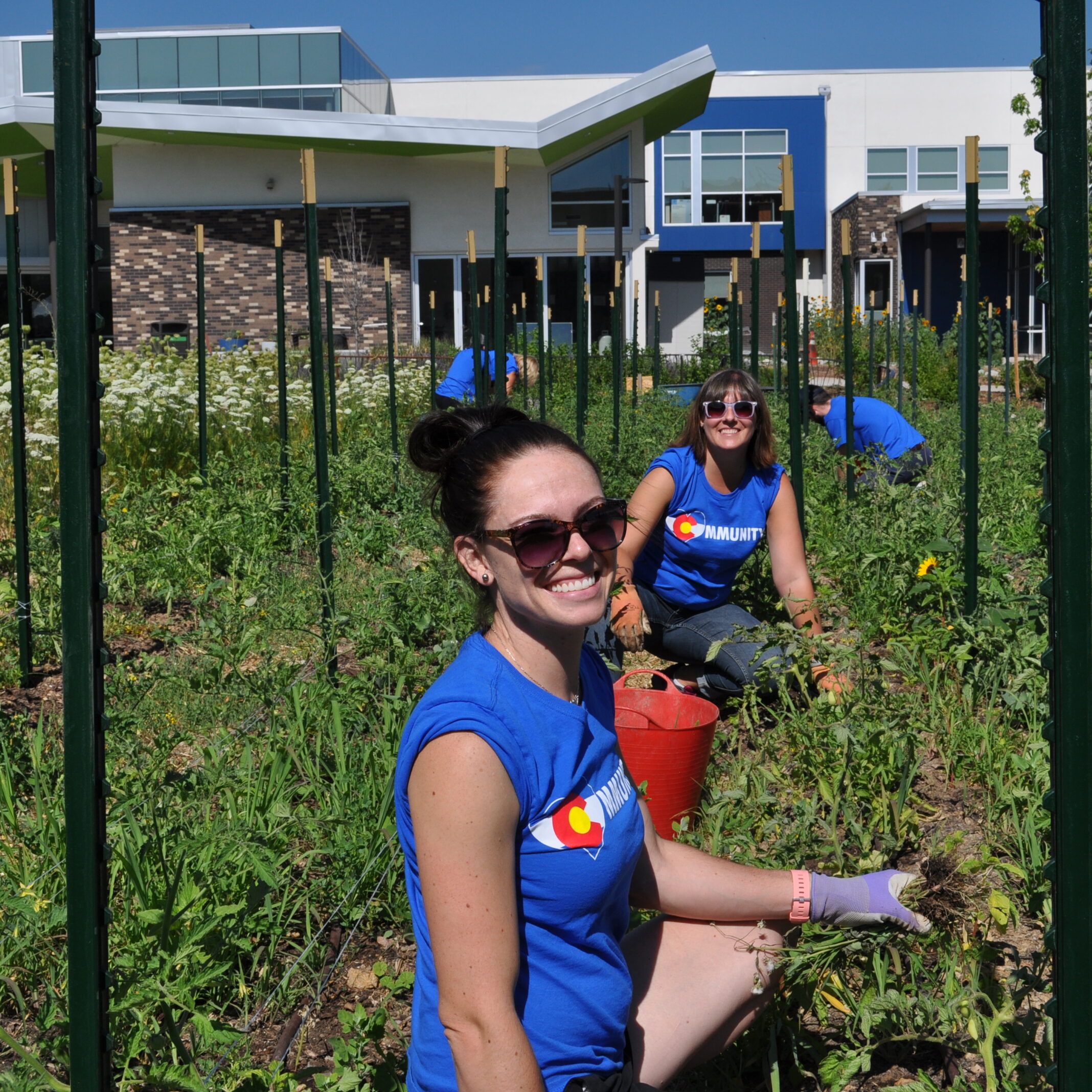 Image of several volunteers wearing blue shirts helping out on the Dahlia Campus in ground farm.