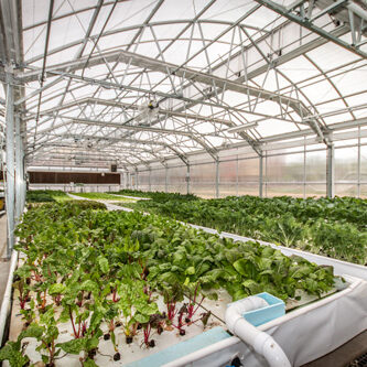 Image of the inside of the aquaponics greenhouse at Dahlia Campus for Health & Well-Being