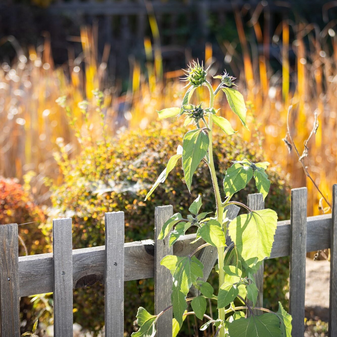 2609_Dahlia Campus_Plant life_Header